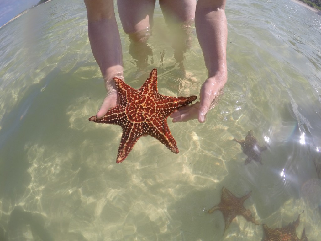 Seestern bei Starfish Point