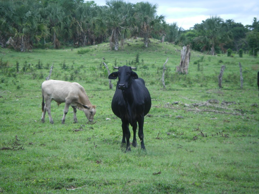 Kühe bei Kohunlich Dzibanche