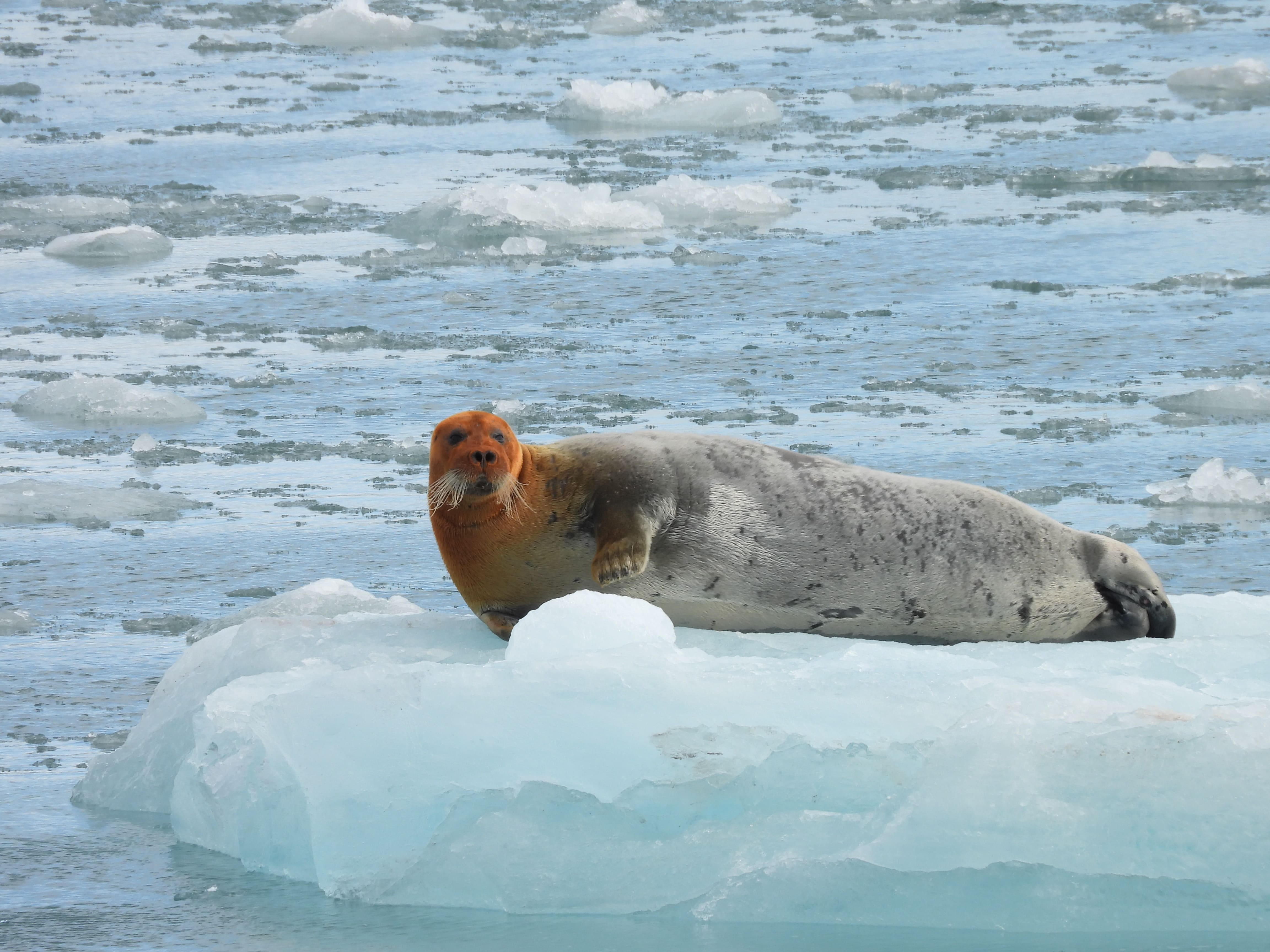 Robbe in der Arktis