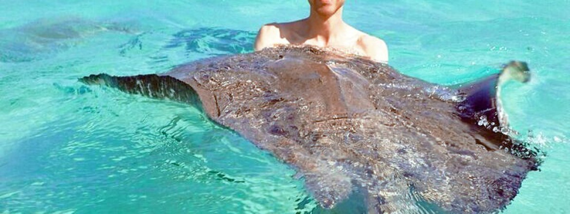 Mit Rochen schwimmen – auf Grand Cayman (George Town)