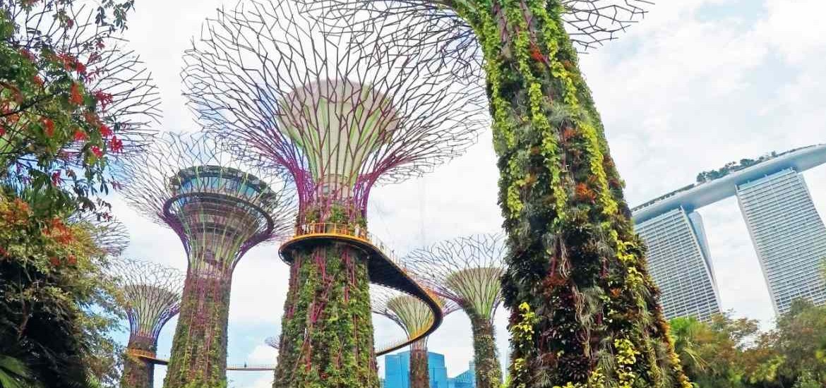 Tree Top Walk – um die Ecke vom Singapur Kreuzfahrthafen