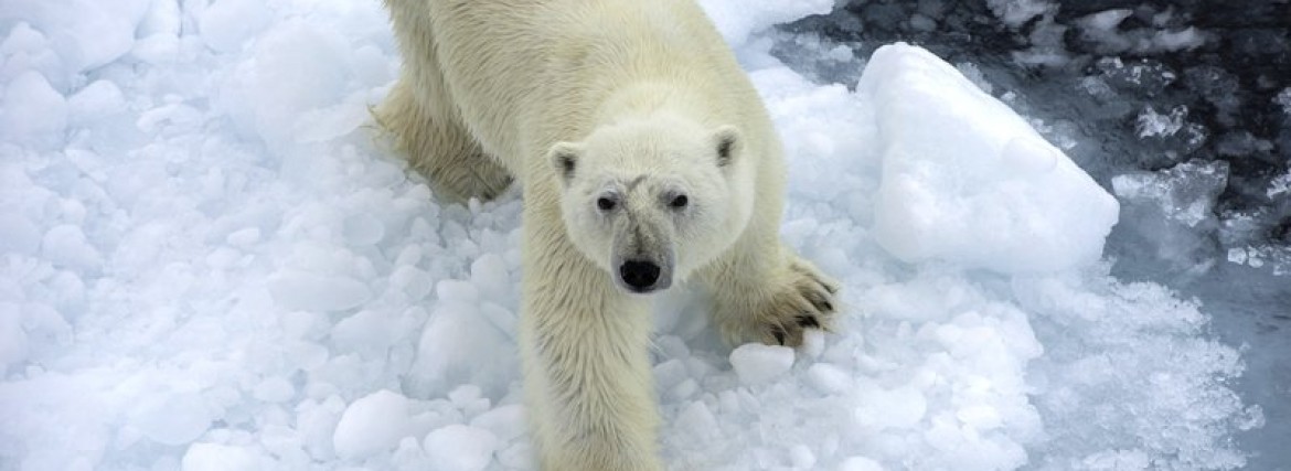 Arktis Kreuzfahrten (ab Spitzbergen) – nützliche Infos