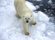 Arktis Kreuzfahrten (ab Spitzbergen) – nützliche Infos