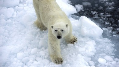 Arktis Kreuzfahrten (ab Spitzbergen) – nützliche Infos