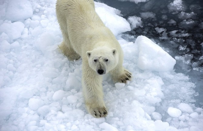 Arktis Kreuzfahrten (ab Spitzbergen) – nützliche Infos