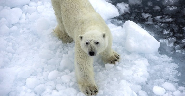 Arktis Kreuzfahrten (ab Spitzbergen) – nützliche Infos