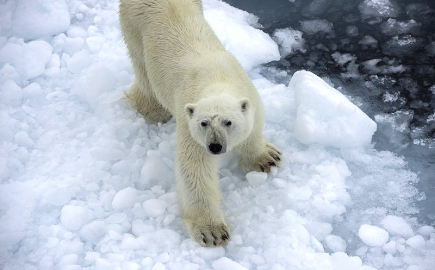 Arktis Kreuzfahrten (ab Spitzbergen) – nützliche Infos