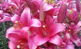 Funchal – Wie kommt man vom Kreuzfahrthafen in die Stadt?!