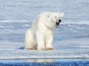 Eisbär auf Robbenjagd