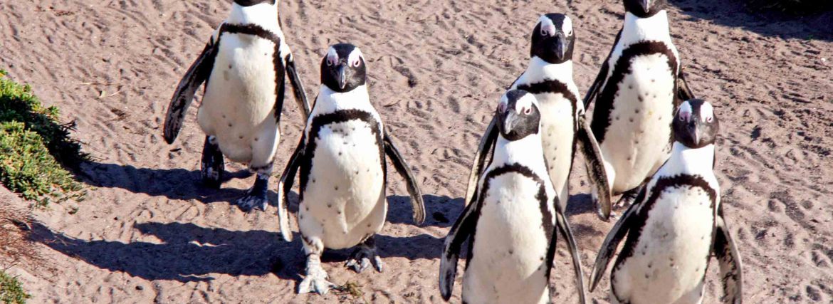 Kapstadt – auf zum Kap der Guten Hoffnung