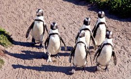 Kapstadt – auf zum Kap der Guten Hoffnung