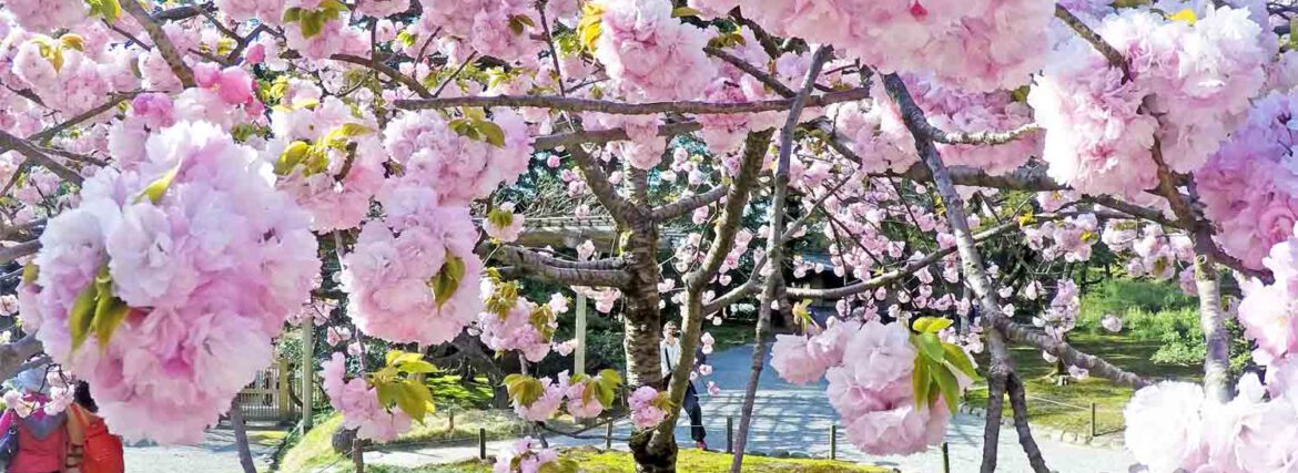 Pollen davon schippern – Heuschnupfen auf Kreuzfahrten? Tipps für Allergiker