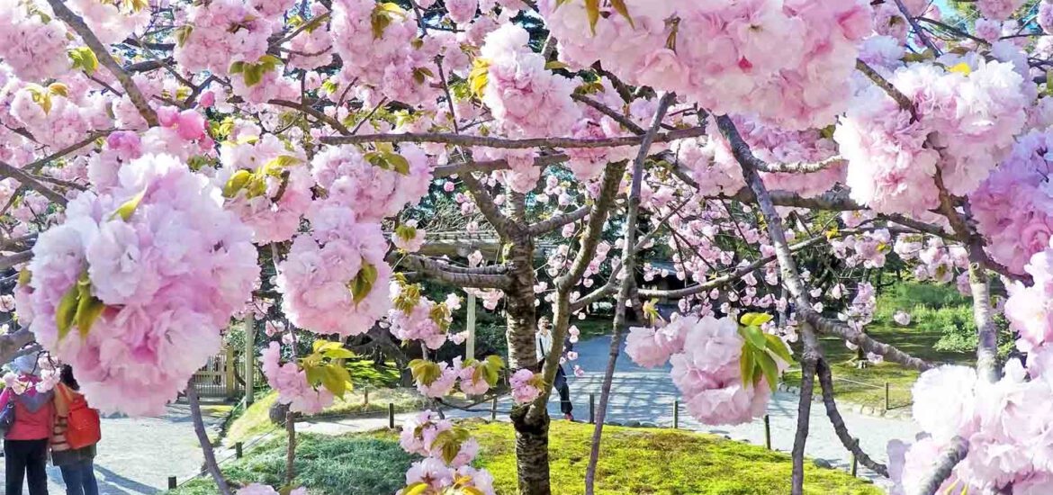 Pollen davon schippern – Heuschnupfen auf Kreuzfahrten? Tipps für Allergiker