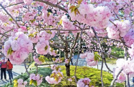 Pollen davon schippern – Heuschnupfen auf Kreuzfahrten? Tipps für Allergiker