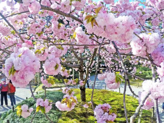 Pollen davon schippern – Heuschnupfen auf Kreuzfahrten? Tipps für Allergiker