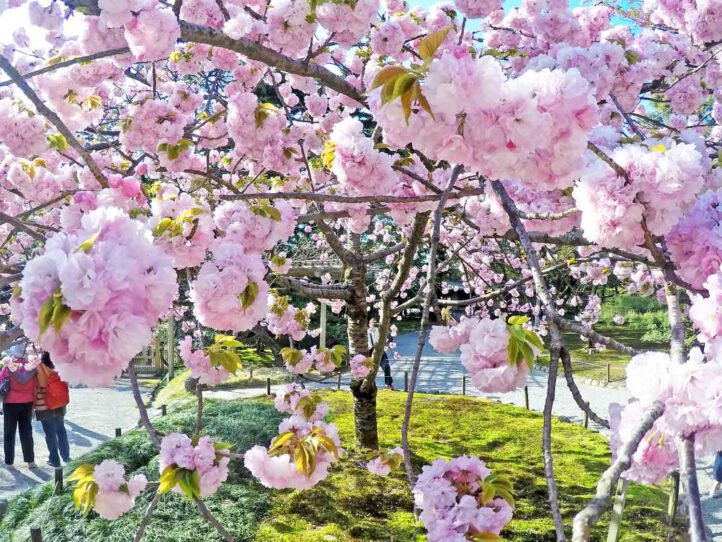 Pollen davon schippern – Heuschnupfen auf Kreuzfahrten? Tipps für Allergiker