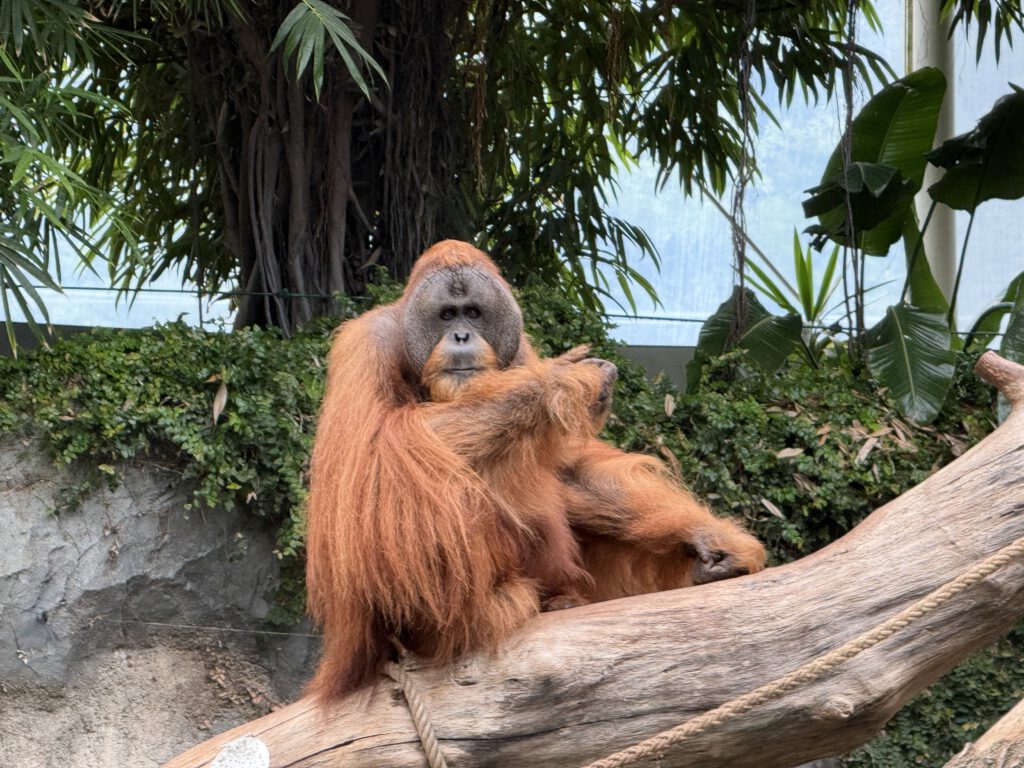 Sumatra Orang Utan