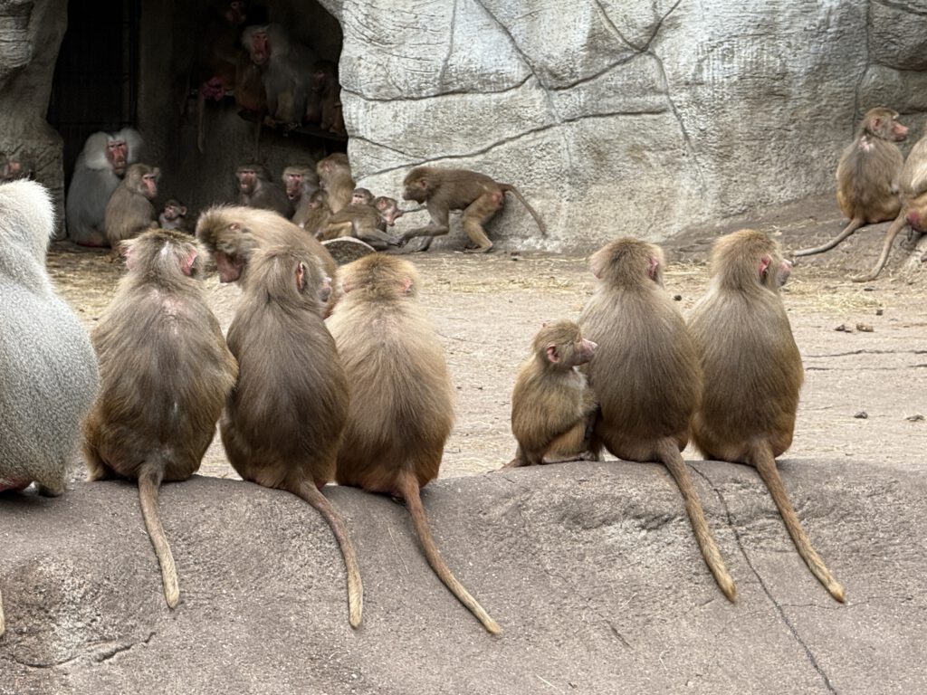 Paviane im Hagenbeck Tierpark