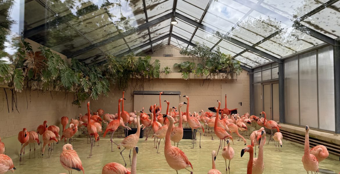 Flamingos im Hagenbeck Tierpark