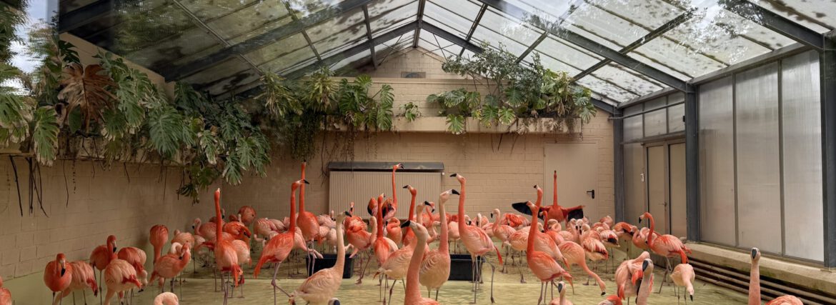 Tierpark Hagenbeck – tierisches Ausflugsziel vor/nach deiner Kreuzfahrt ab Hamburg