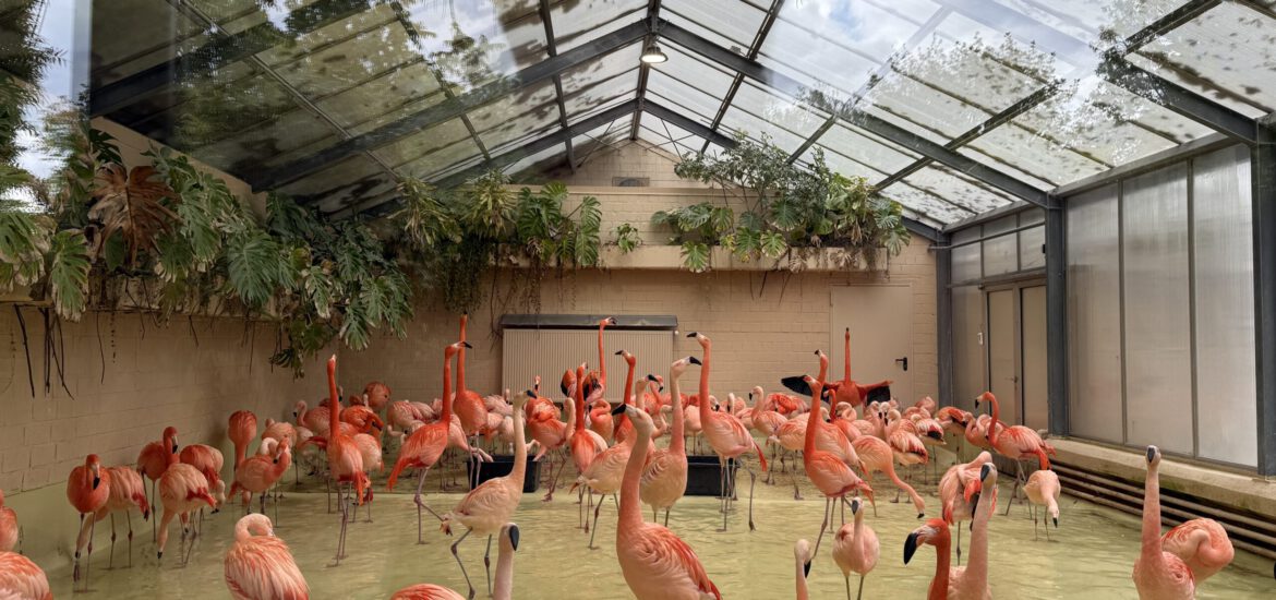 Tierpark Hagenbeck – tierisches Ausflugsziel vor/nach deiner Kreuzfahrt ab Hamburg