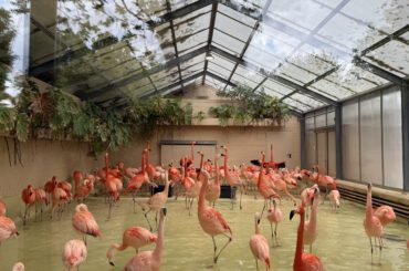 Tierpark Hagenbeck – tierisches Ausflugsziel vor/nach deiner Kreuzfahrt ab Hamburg