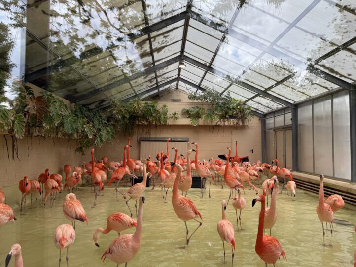 Tierpark Hagenbeck – tierisches Ausflugsziel vor/nach deiner Kreuzfahrt ab Hamburg