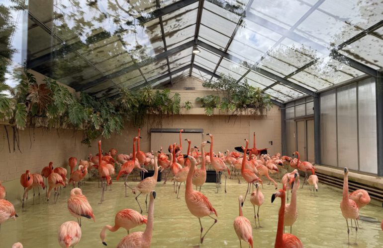 Tierpark Hagenbeck – tierisches Ausflugsziel vor/nach deiner Kreuzfahrt ab Hamburg
