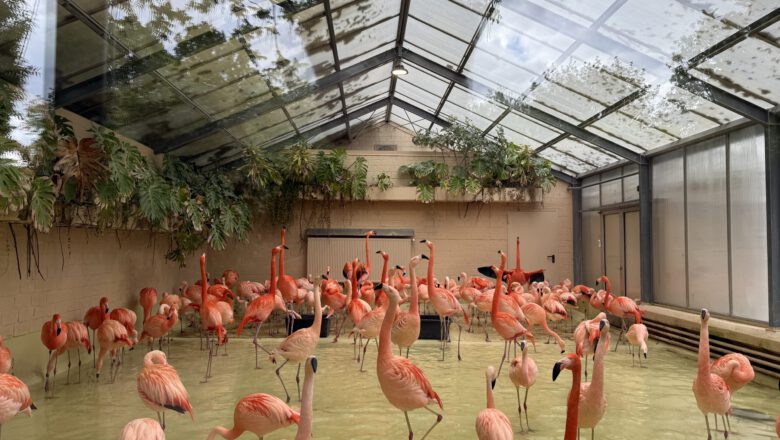 Tierpark Hagenbeck – tierisches Ausflugsziel vor/nach deiner Kreuzfahrt ab Hamburg
