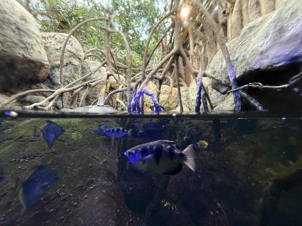 Unterwasser und Überwasser